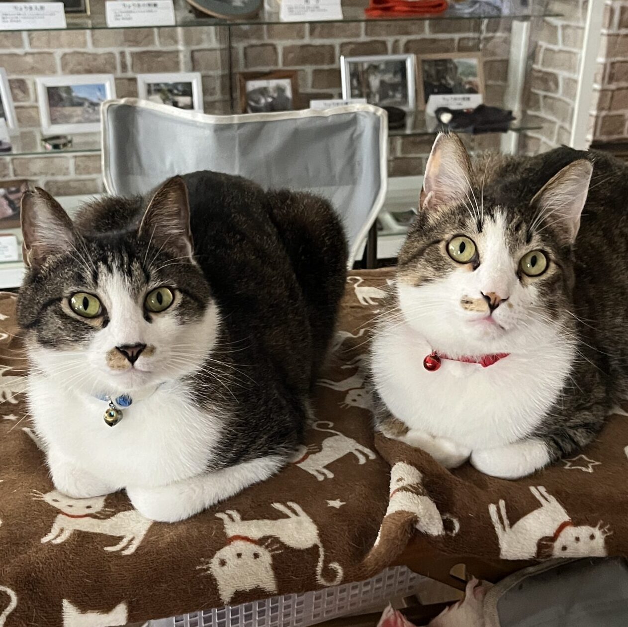 ネコ駅長とネコ副駅長の下僕のアバター