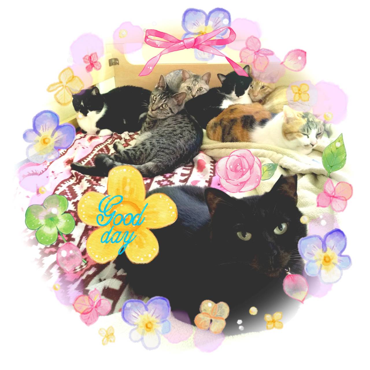 高南LMOつながり隊_オノガワケイティのアバター